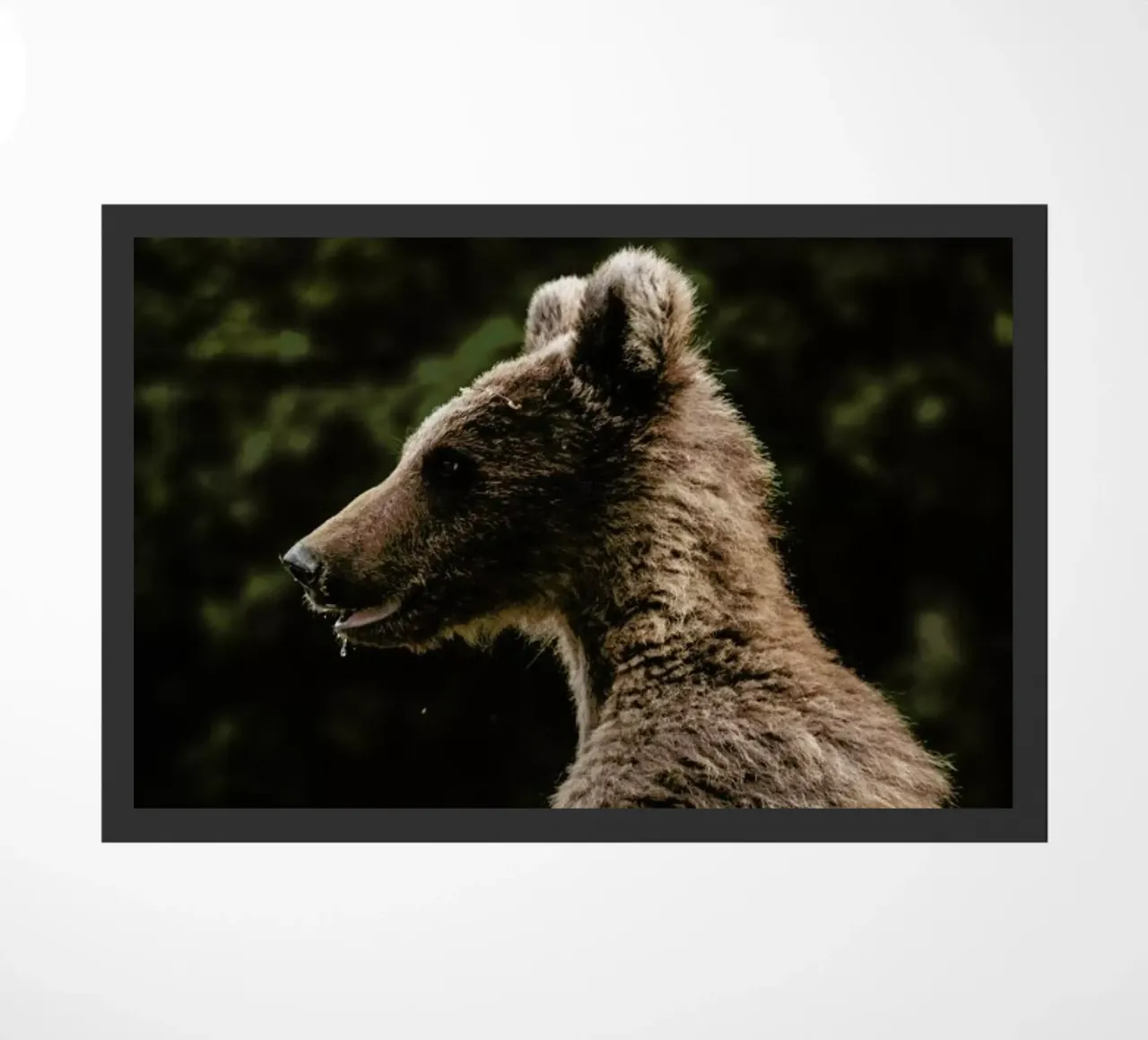 Smiling Bear by @szabo_ervin_edward zerbino da EyeEm Mobile GmbH