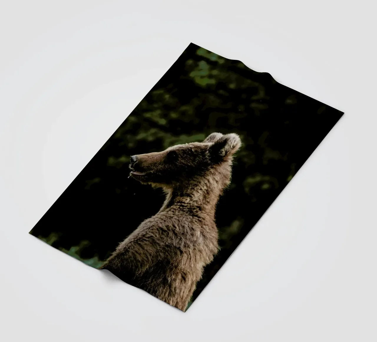 Smiling Bear by @szabo_ervin_edward coperta in pile da EyeEm Mobile GmbH