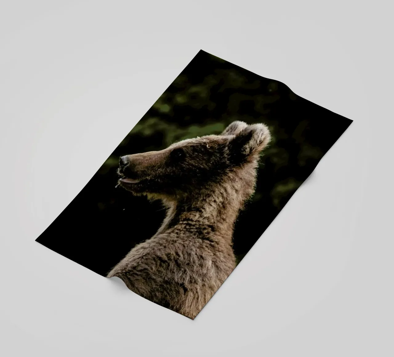 Smiling Bear by @szabo_ervin_edward telo mare da EyeEm Mobile GmbH