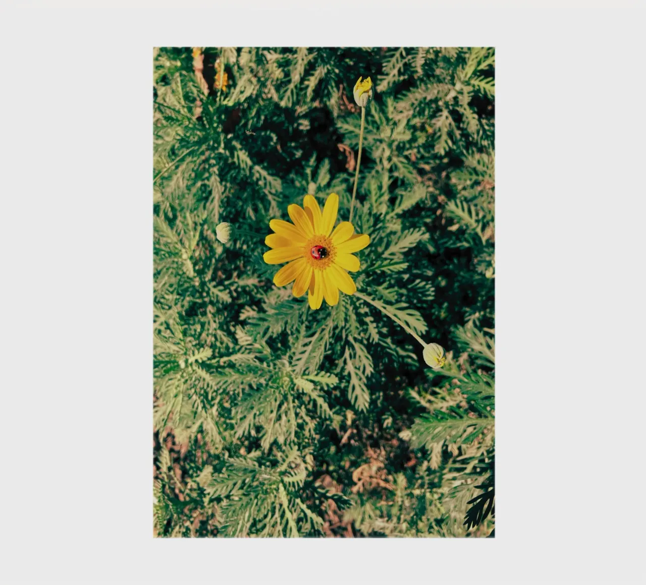 Euryops Pectinatus notebook by lipecobr