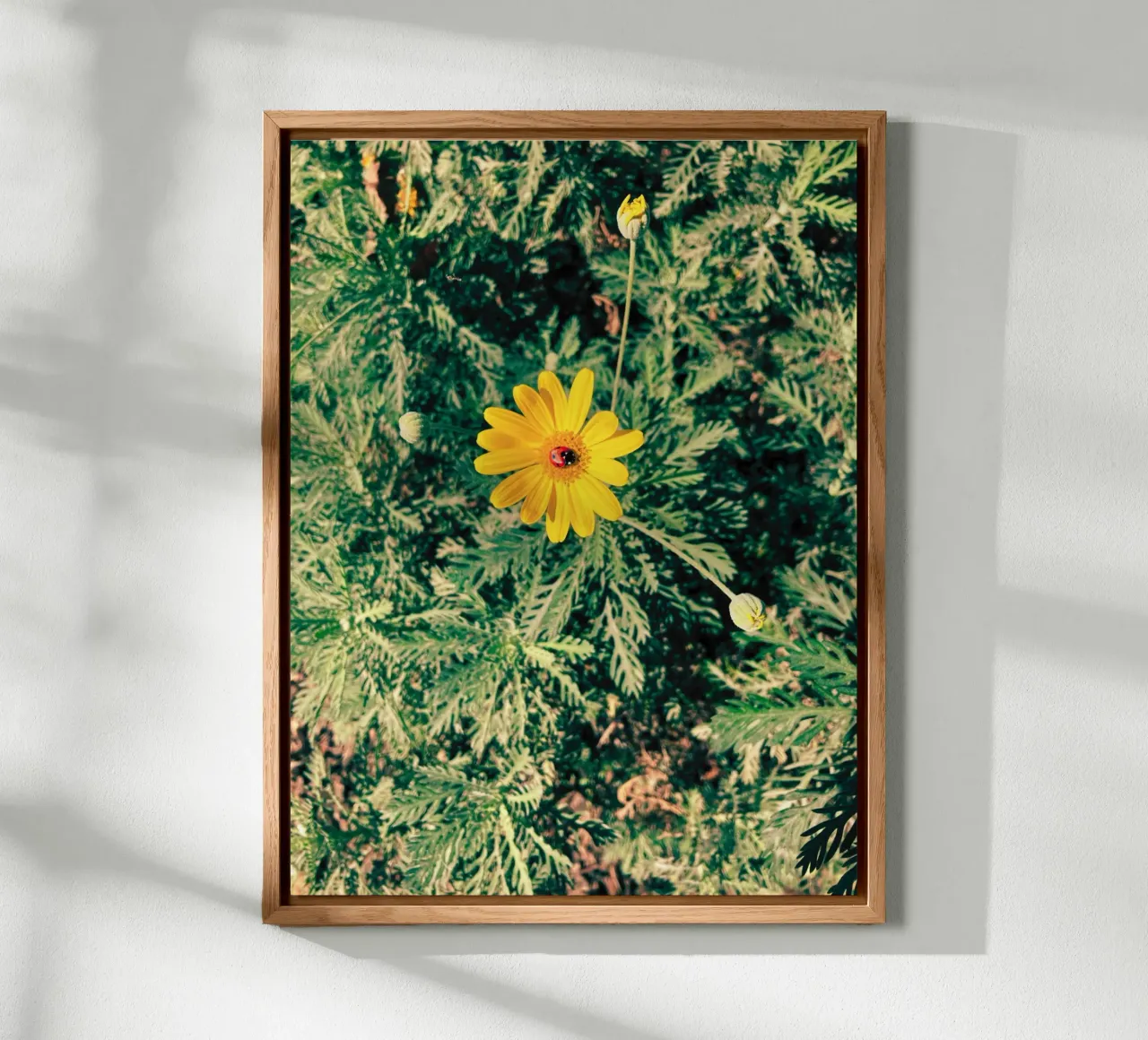 Euryops Pectinatus alluminio dibond da lipecobr