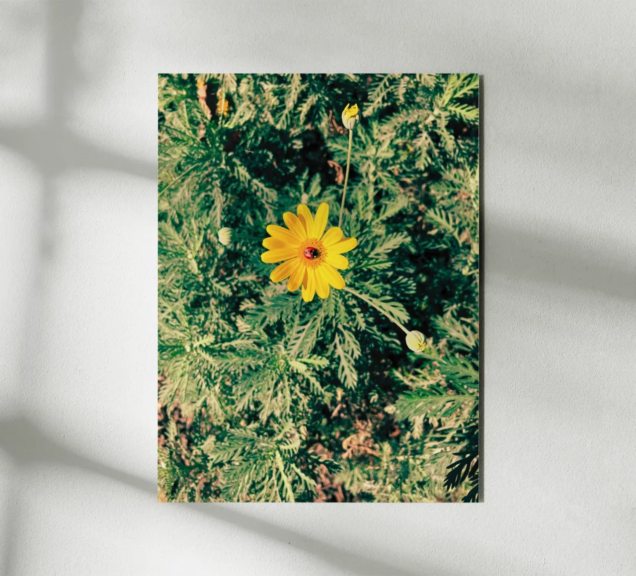 Euryops Pectinatus alluminio dibond da lipecobr