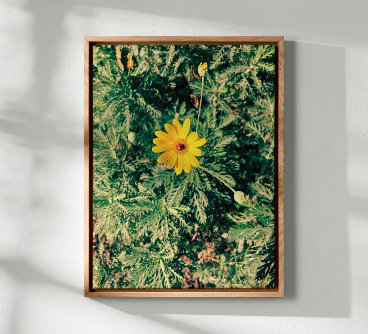Euryops Pectinatus tela con Cornice a cassetta da lipecobr
