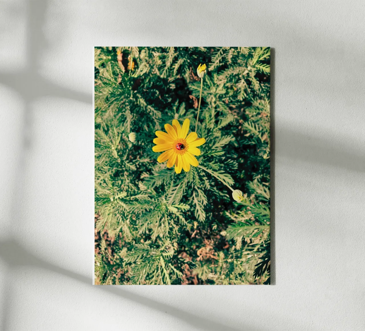 Euryops Pectinatus tela con Cornice a cassetta da lipecobr