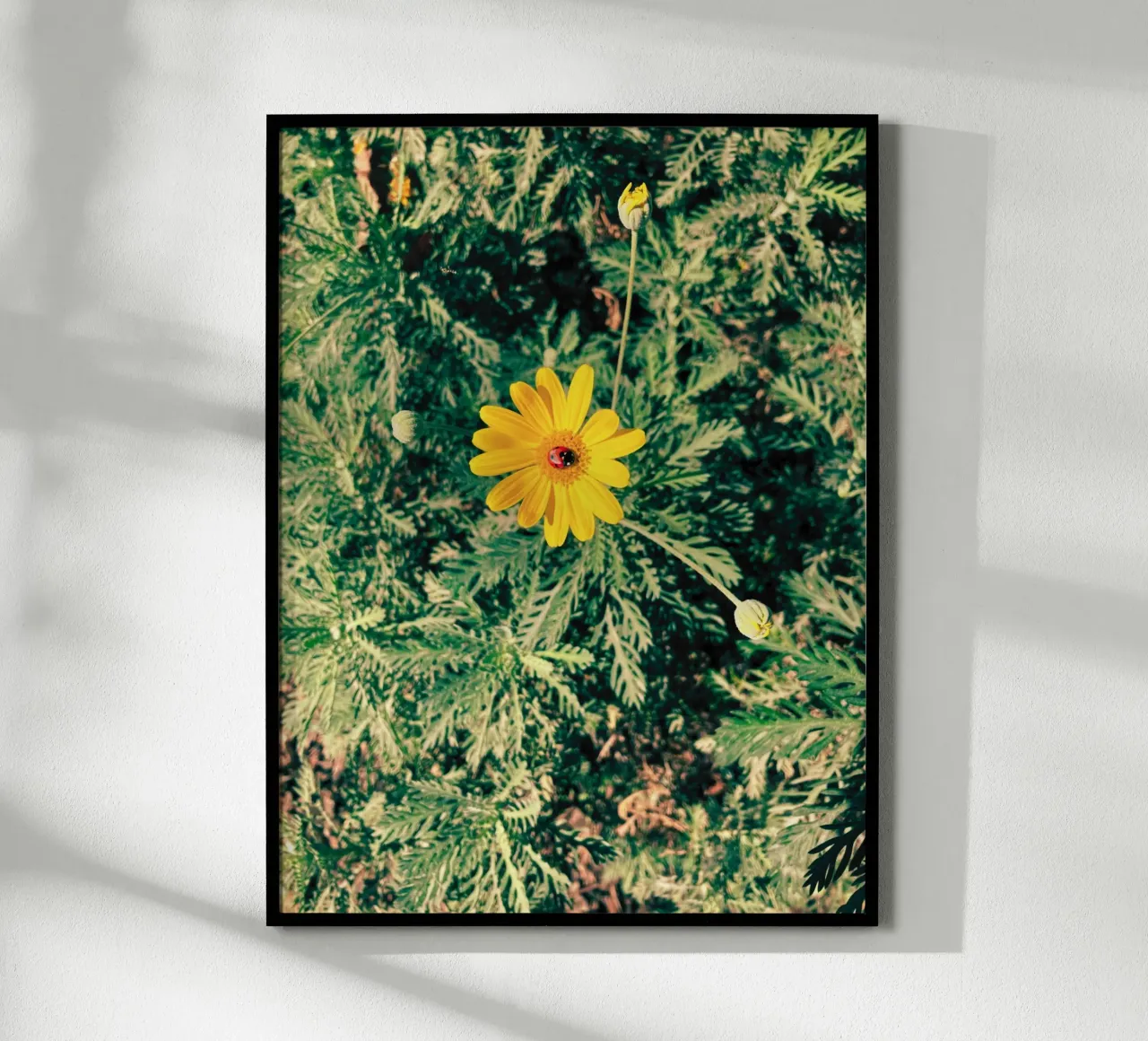 Euryops Pectinatus poster da lipecobr