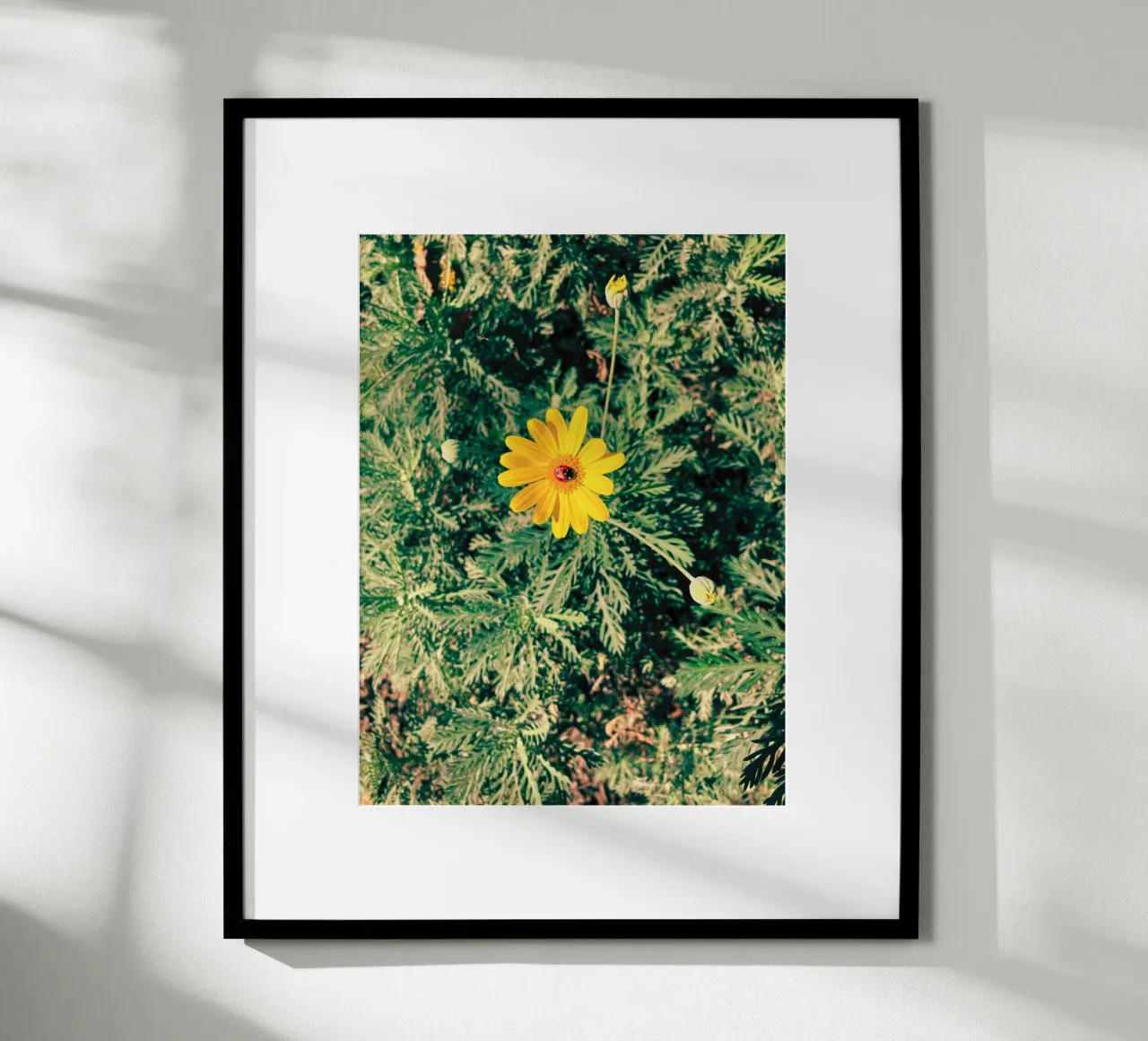 Euryops Pectinatus poster da lipecobr