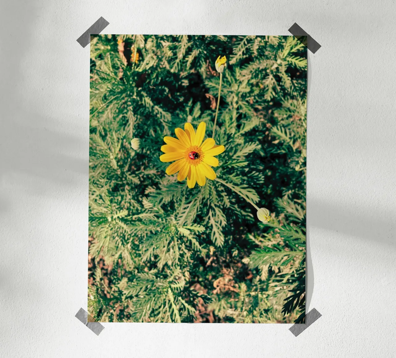 Euryops Pectinatus poster da lipecobr