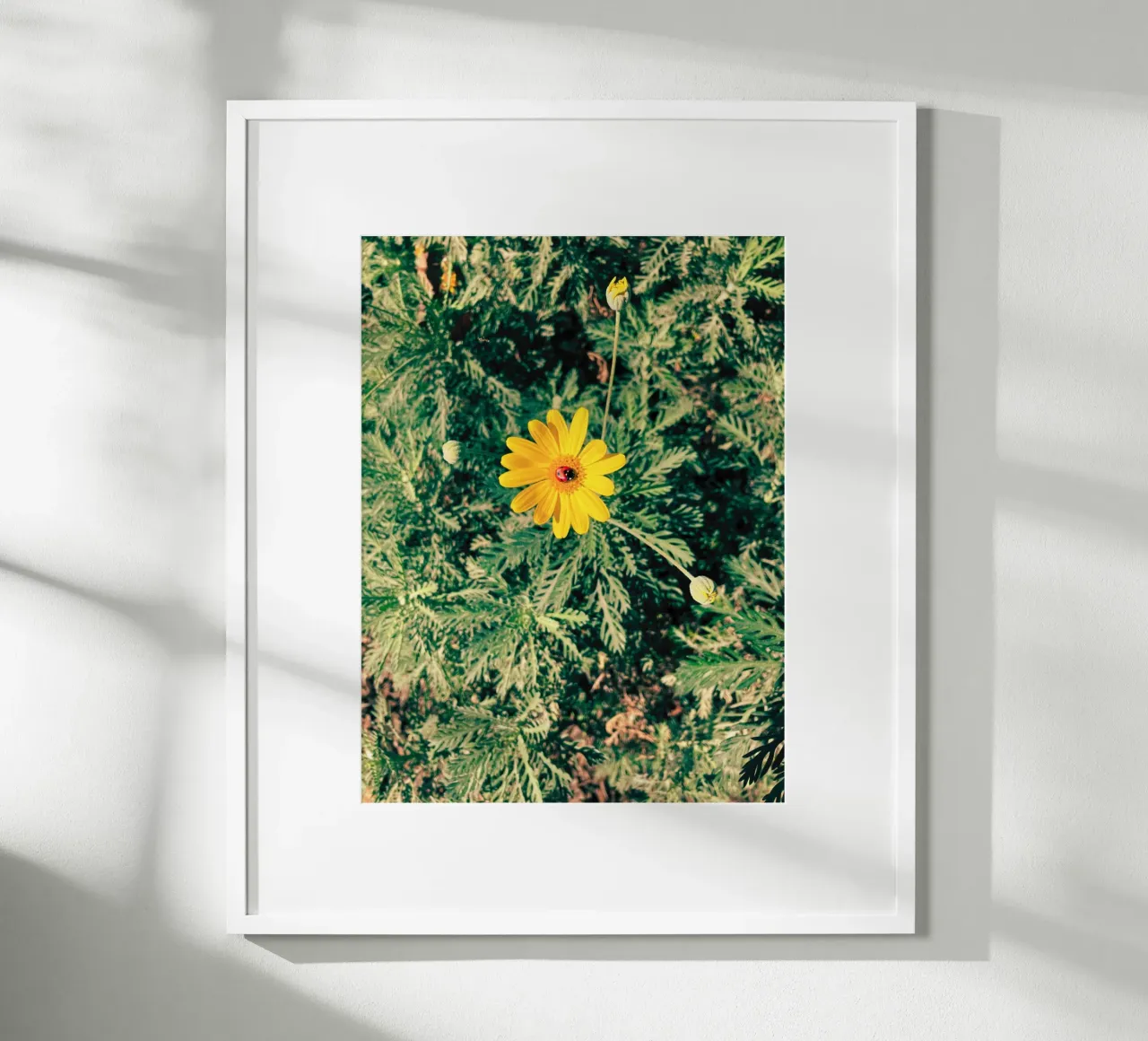Euryops Pectinatus poster da lipecobr