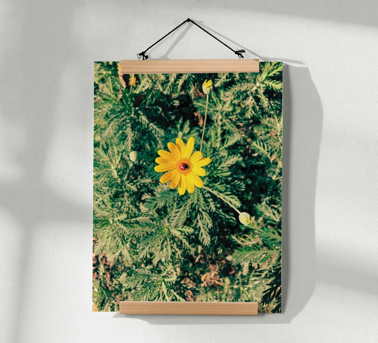 Euryops Pectinatus poster da lipecobr