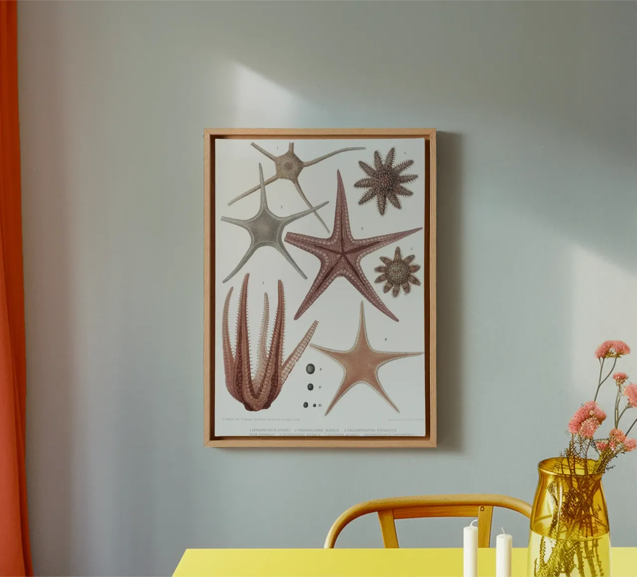 Astropecten: Wissenschaftliche Illustration eines Seesterns Leinwand mit Schattenfugenrahmen von NorwesClub