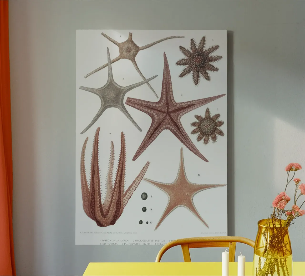 Astropecten: Wissenschaftliche Illustration eines Seesterns Leinwand mit Schattenfugenrahmen von NorwesClub