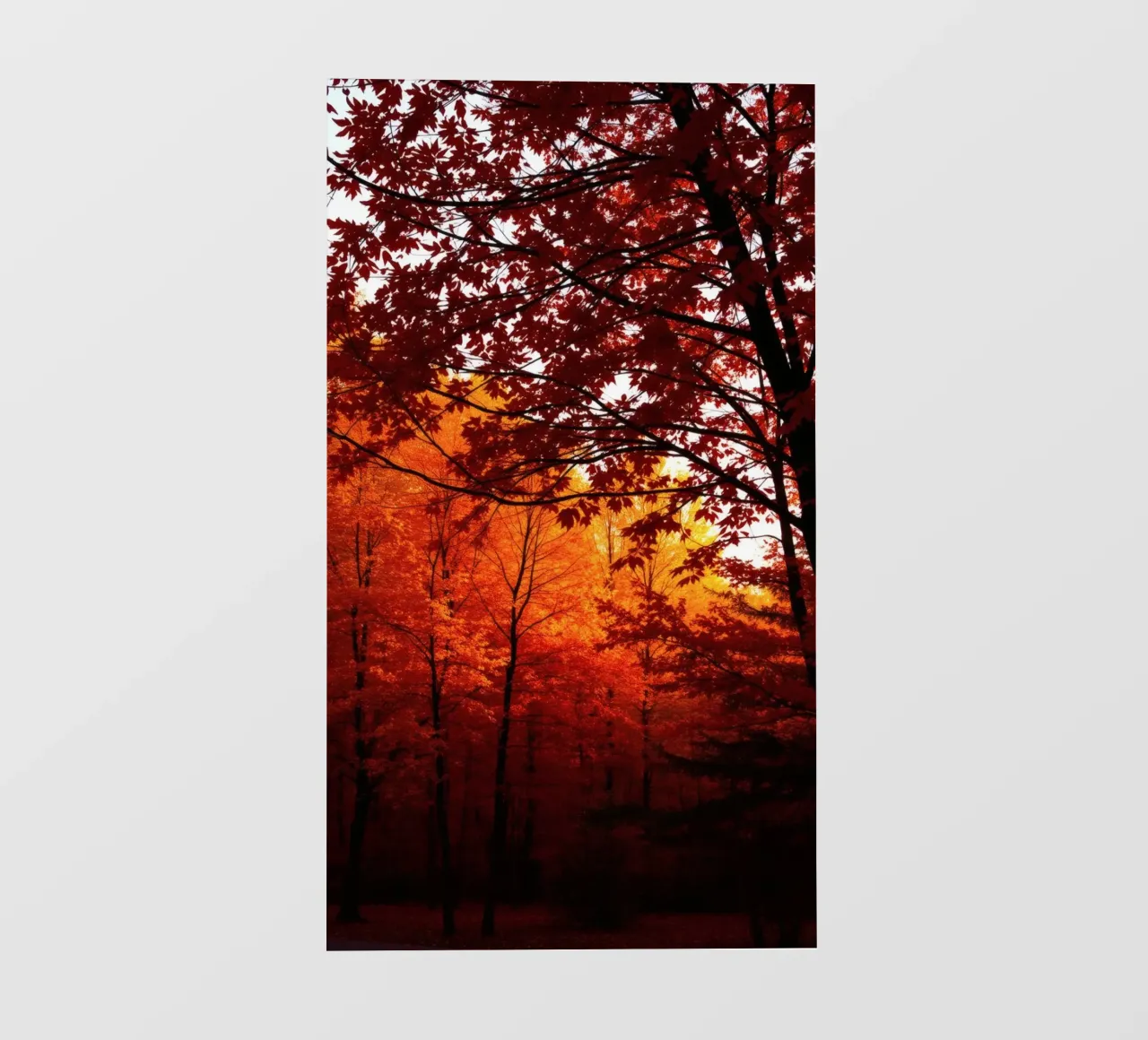 autumn foliage creating vibrant tapestry of reds and orange photo wallpaper by DesignDoodle