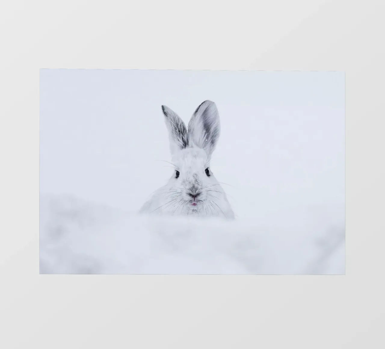 Rabbit in the Snow pellicola backlit da EyeEm Mobile GmbH