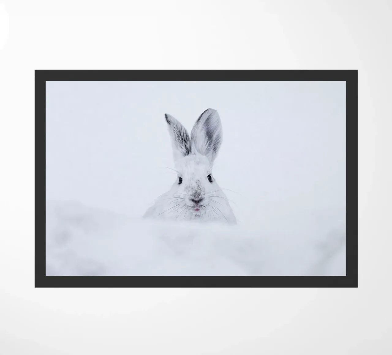 Rabbit in the Snow zerbino da EyeEm Mobile GmbH