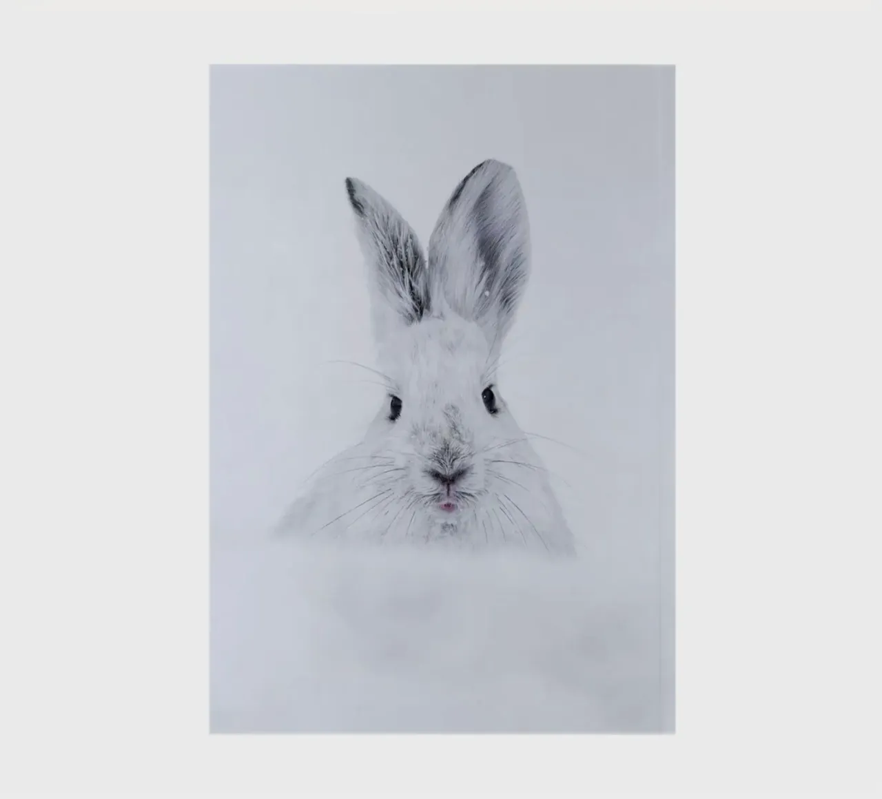 Rabbit in the Snow diario da EyeEm Mobile GmbH