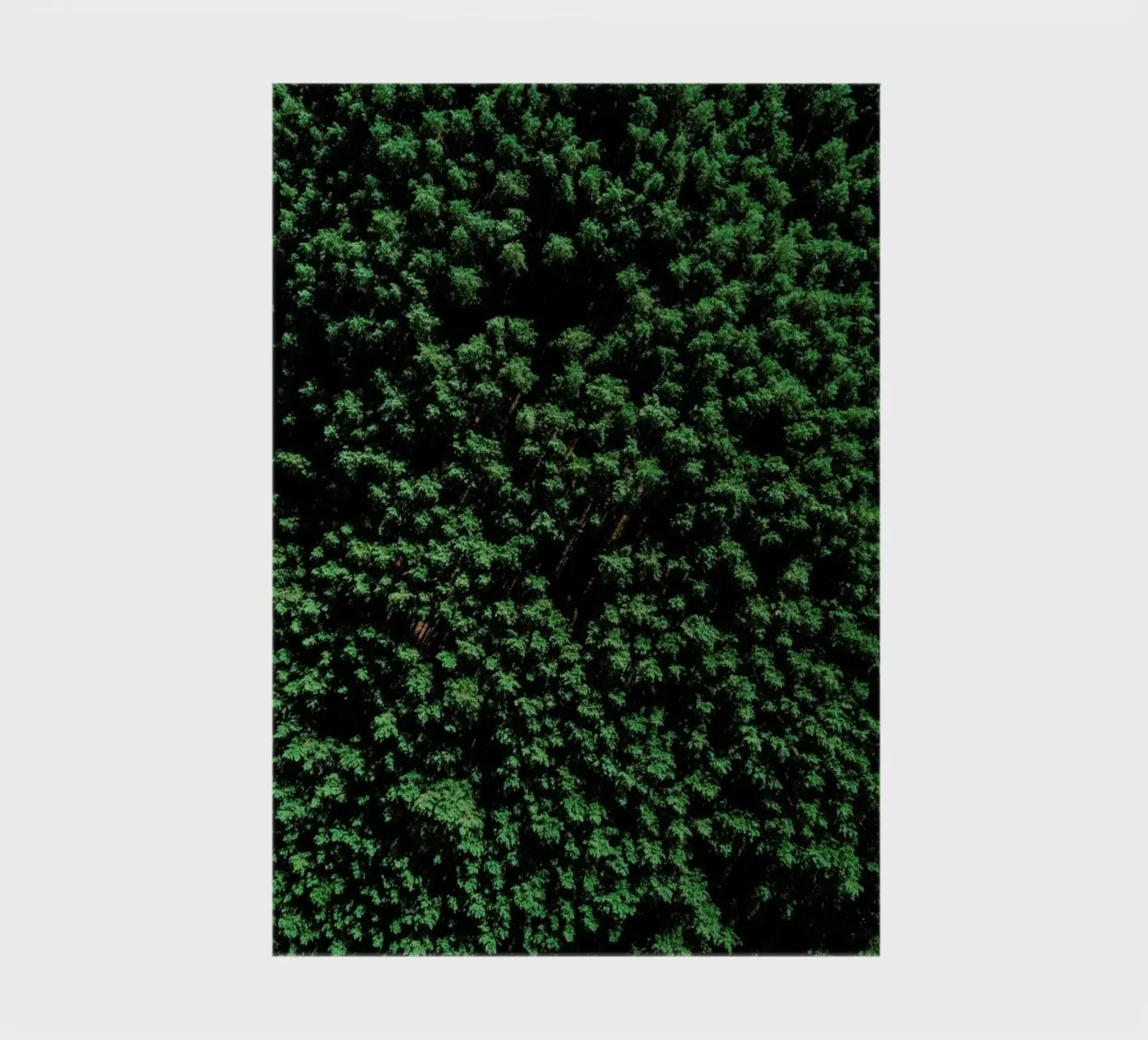 Tree Pattern carnet de Sebastian Hilgetag