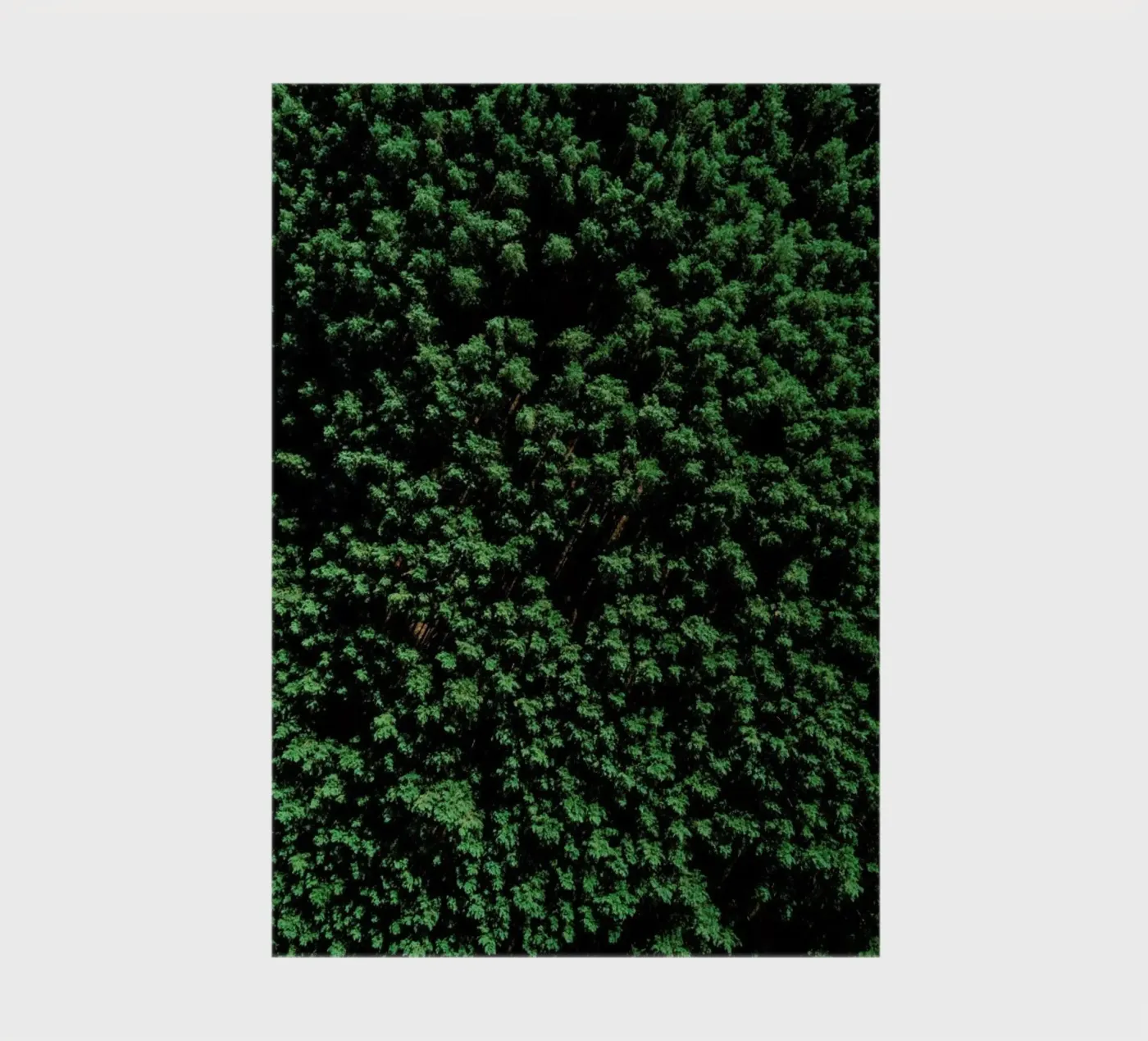 Tree Pattern diario da Sebastian Hilgetag