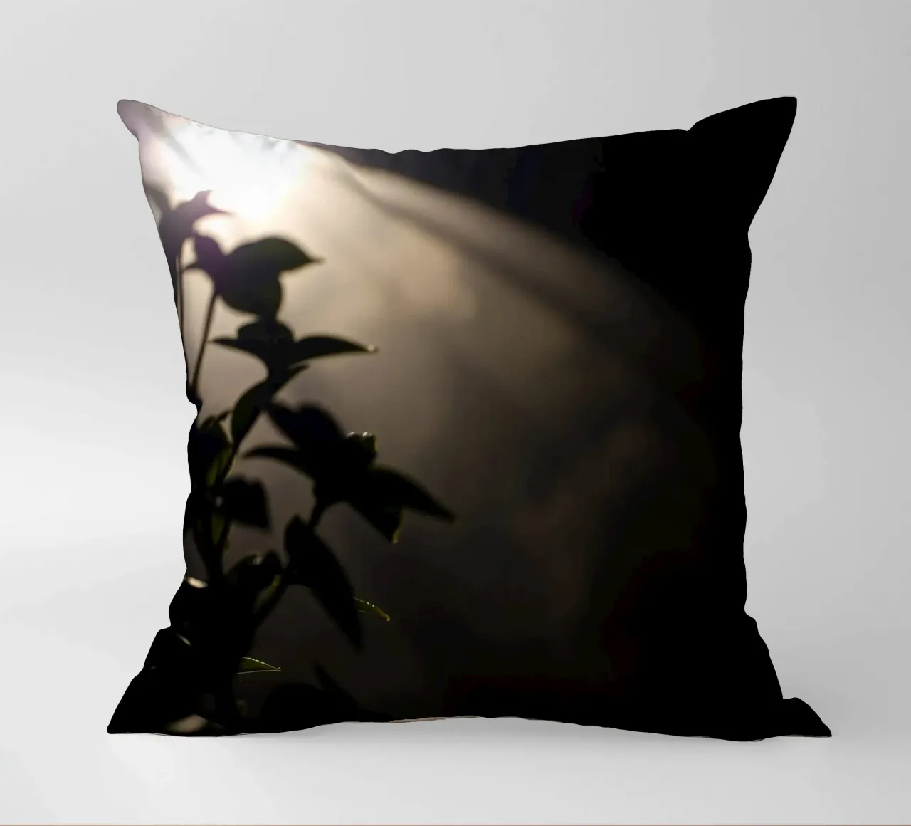 La luce attraversa l'oscurità, illuminando una pianta cuscino da DesignDoodle