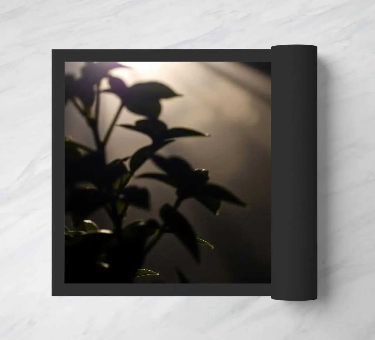 La luce attraversa l'oscurità, illuminando una pianta zerbino da DesignDoodle