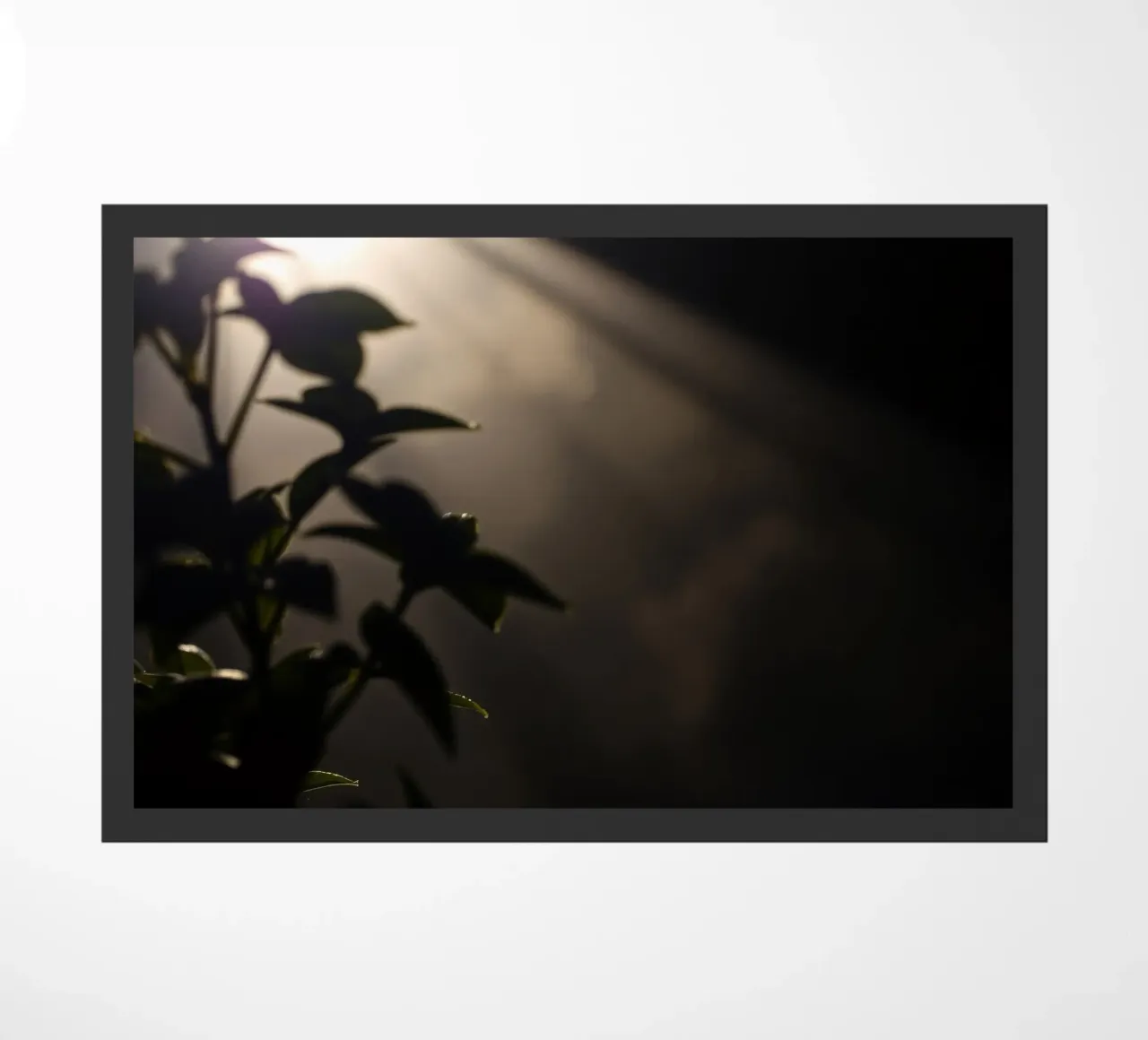 La luce attraversa l'oscurità, illuminando una pianta zerbino da DesignDoodle