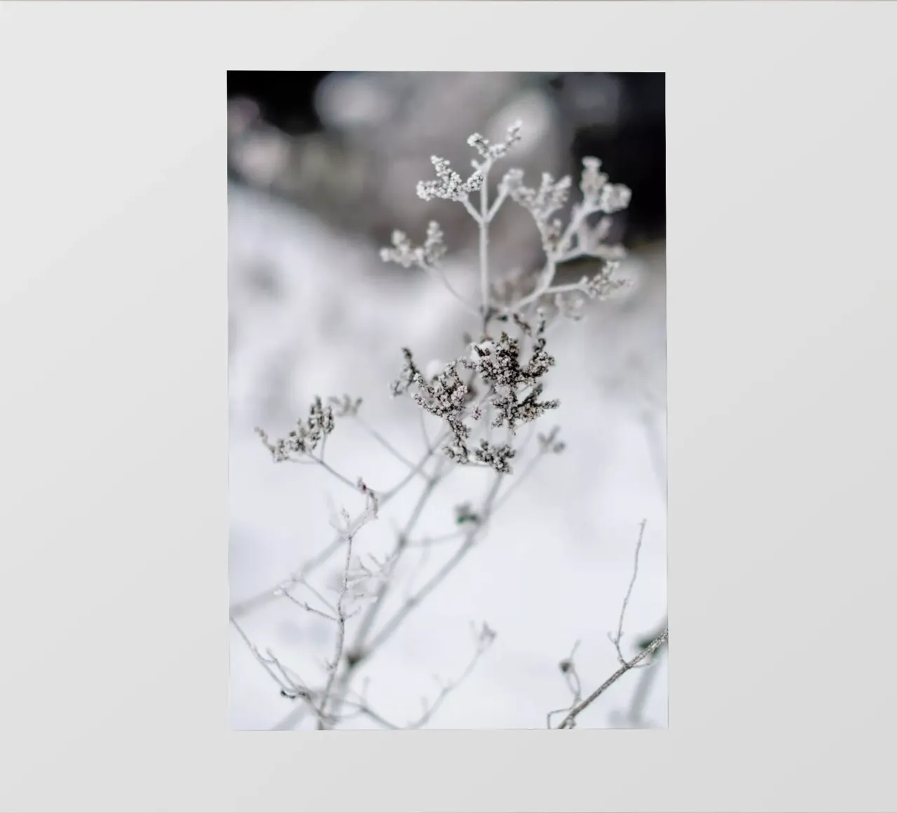 Frozen Thistle II telo in pvc da EyeEm Mobile GmbH