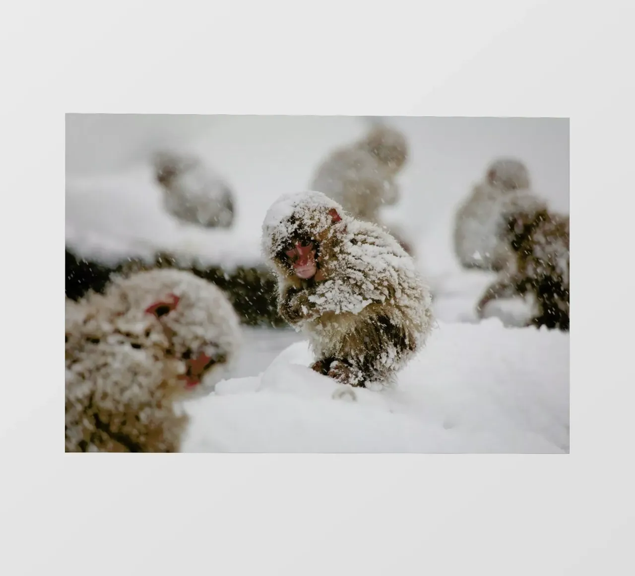Japanese Macaque telo in pvc da EyeEm Mobile GmbH