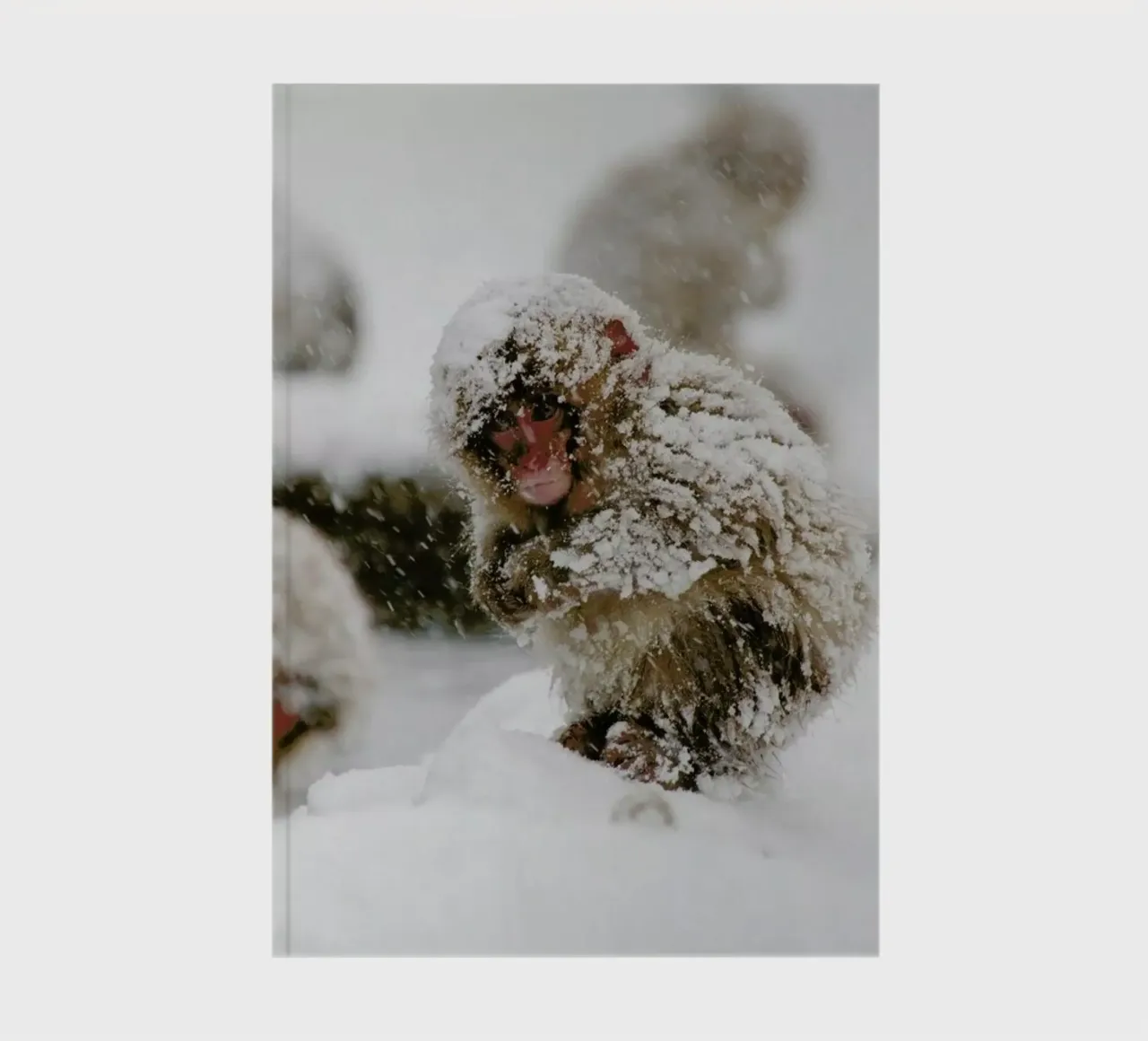 Japanese Macaque notebook by EyeEm Mobile GmbH