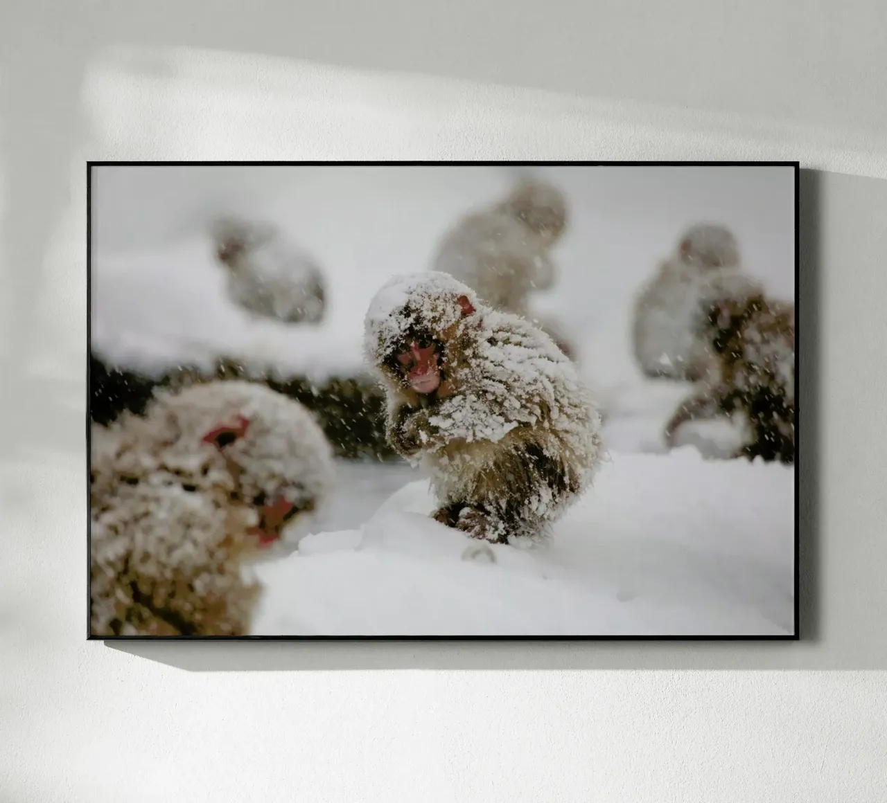 Japanese Macaque plexiglass da EyeEm Mobile GmbH