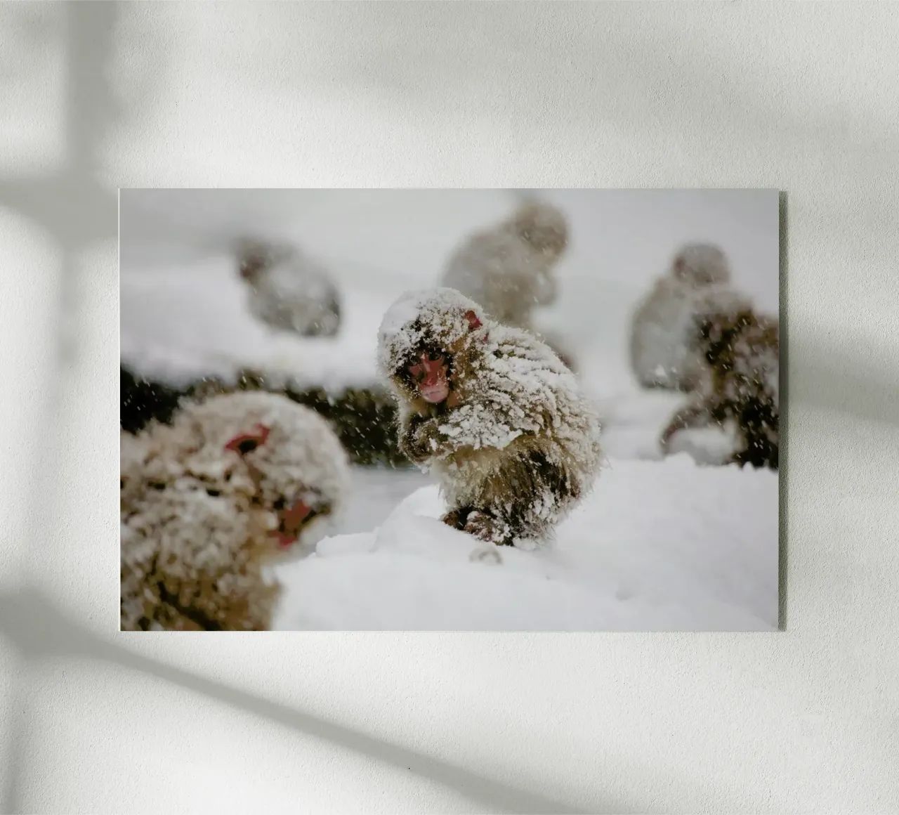 Japanese Macaque plexiglass da EyeEm Mobile GmbH