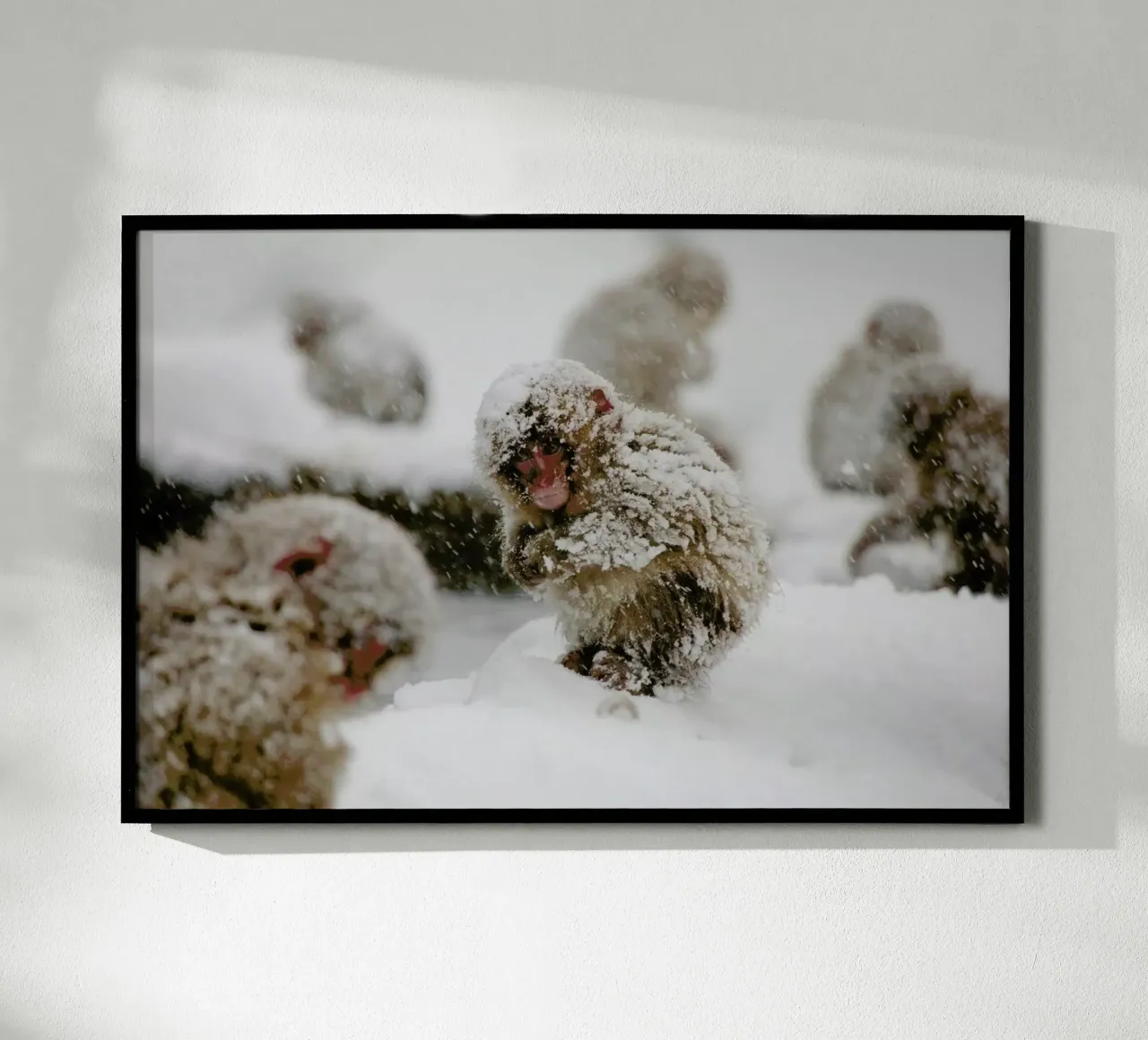 Japanese Macaque carta hahnemühle da EyeEm Mobile GmbH