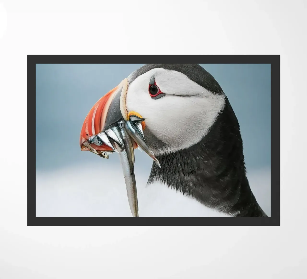 Puffin zerbino da Tom's Wildlife
