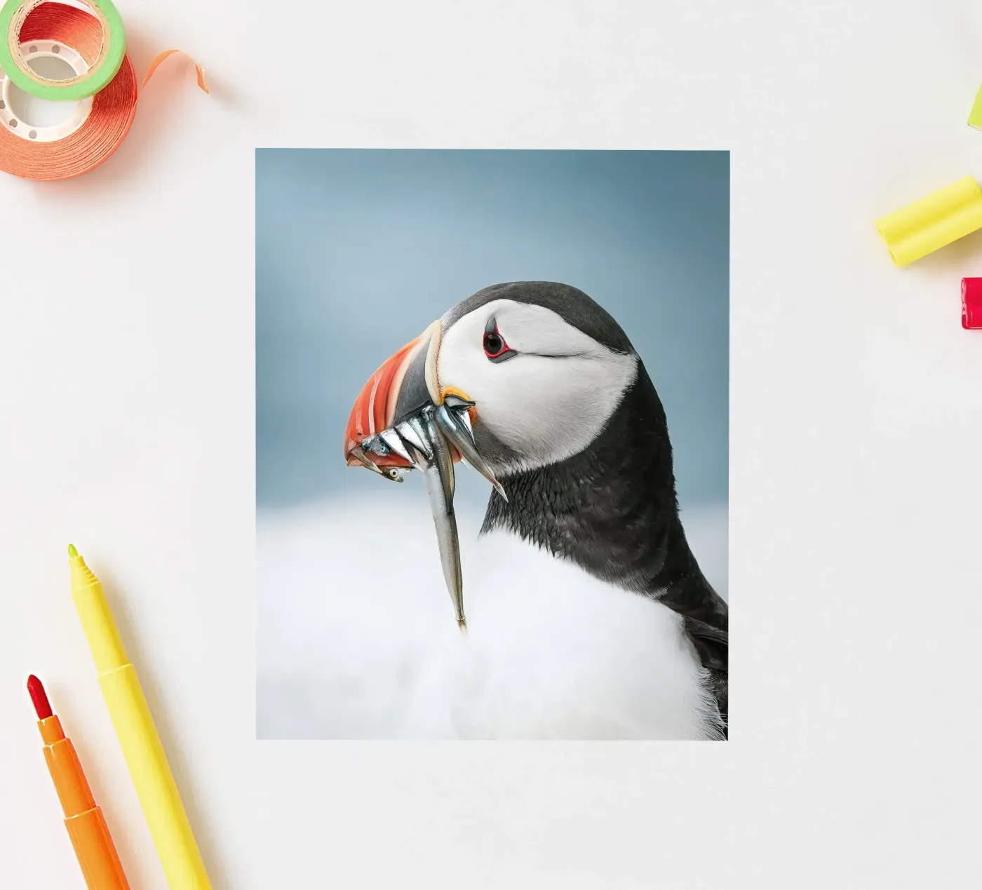 Puffin sticker by Tom's Wildlife