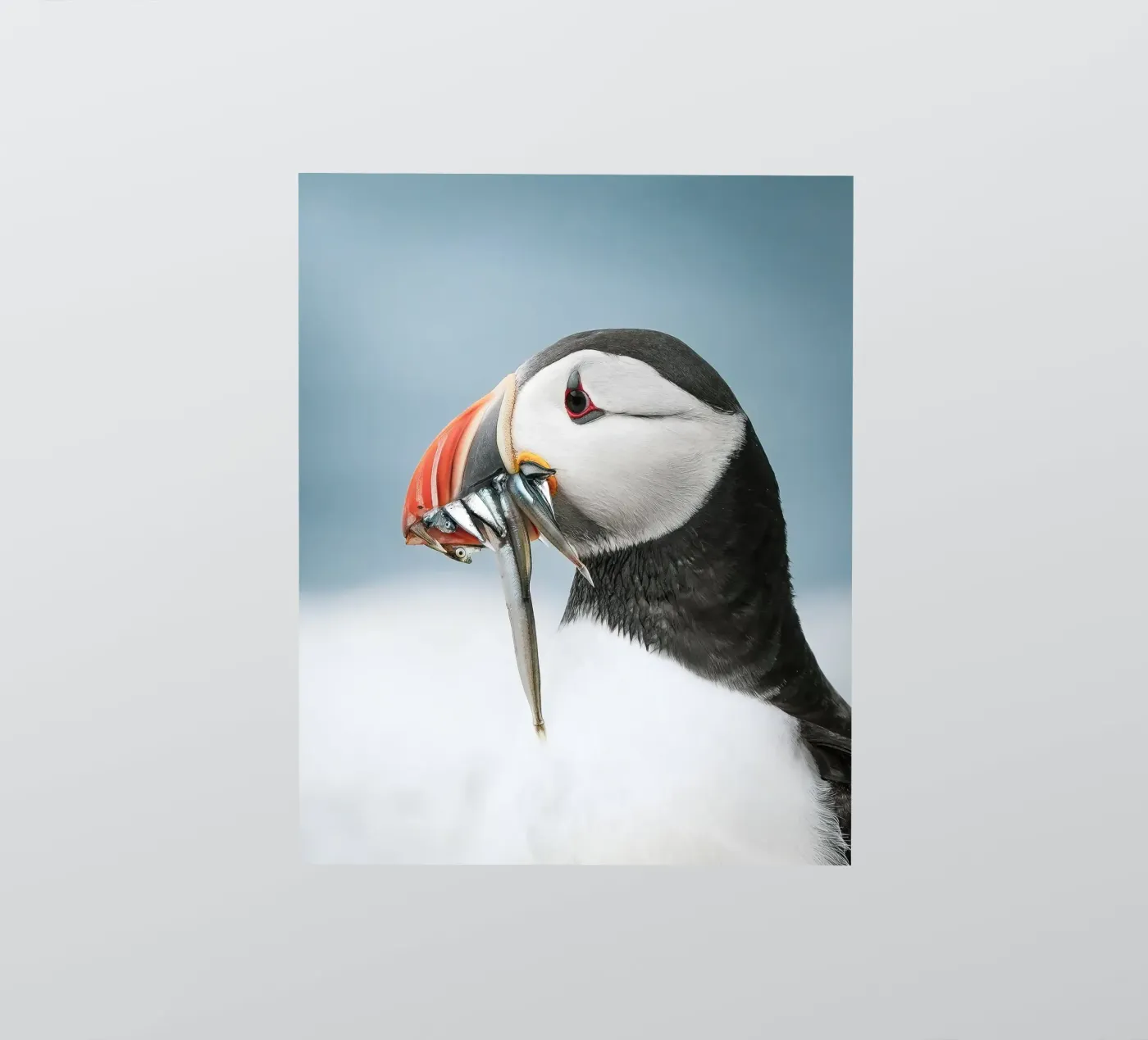Puffin sticker by Tom's Wildlife