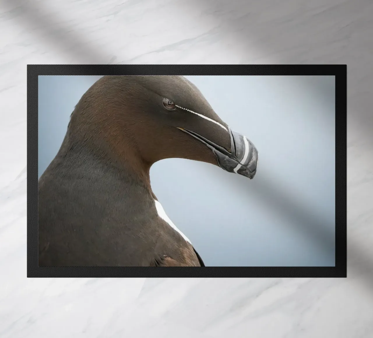Razorbill zerbino da Tom's Wildlife