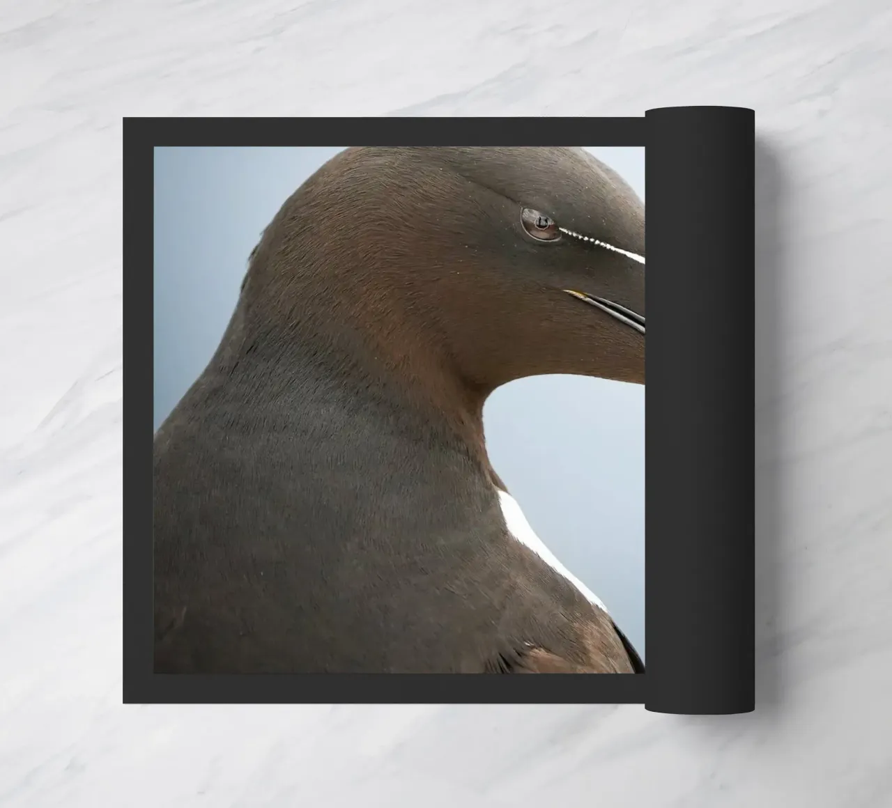 Razorbill zerbino da Tom's Wildlife