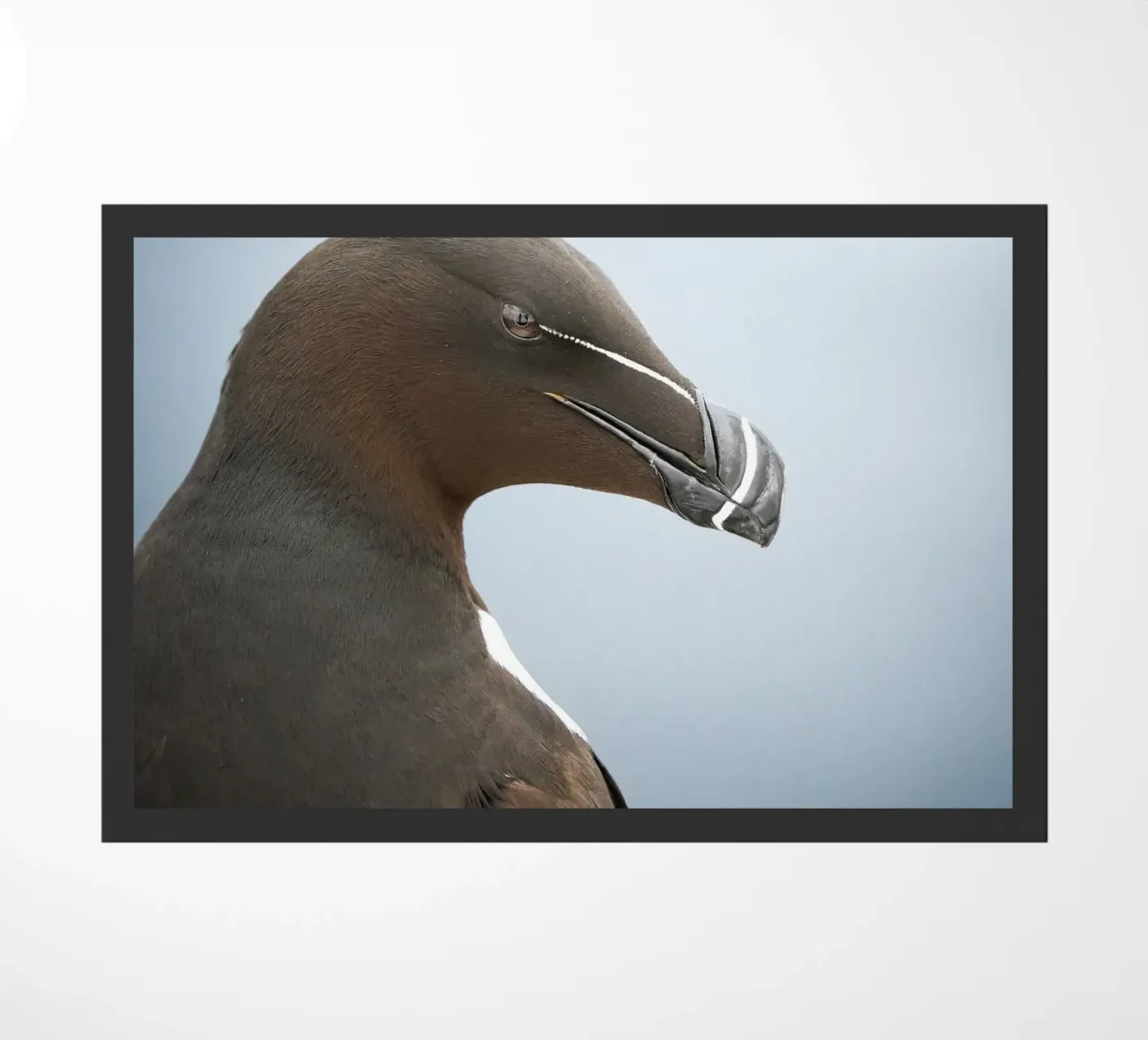 Razorbill zerbino da Tom's Wildlife
