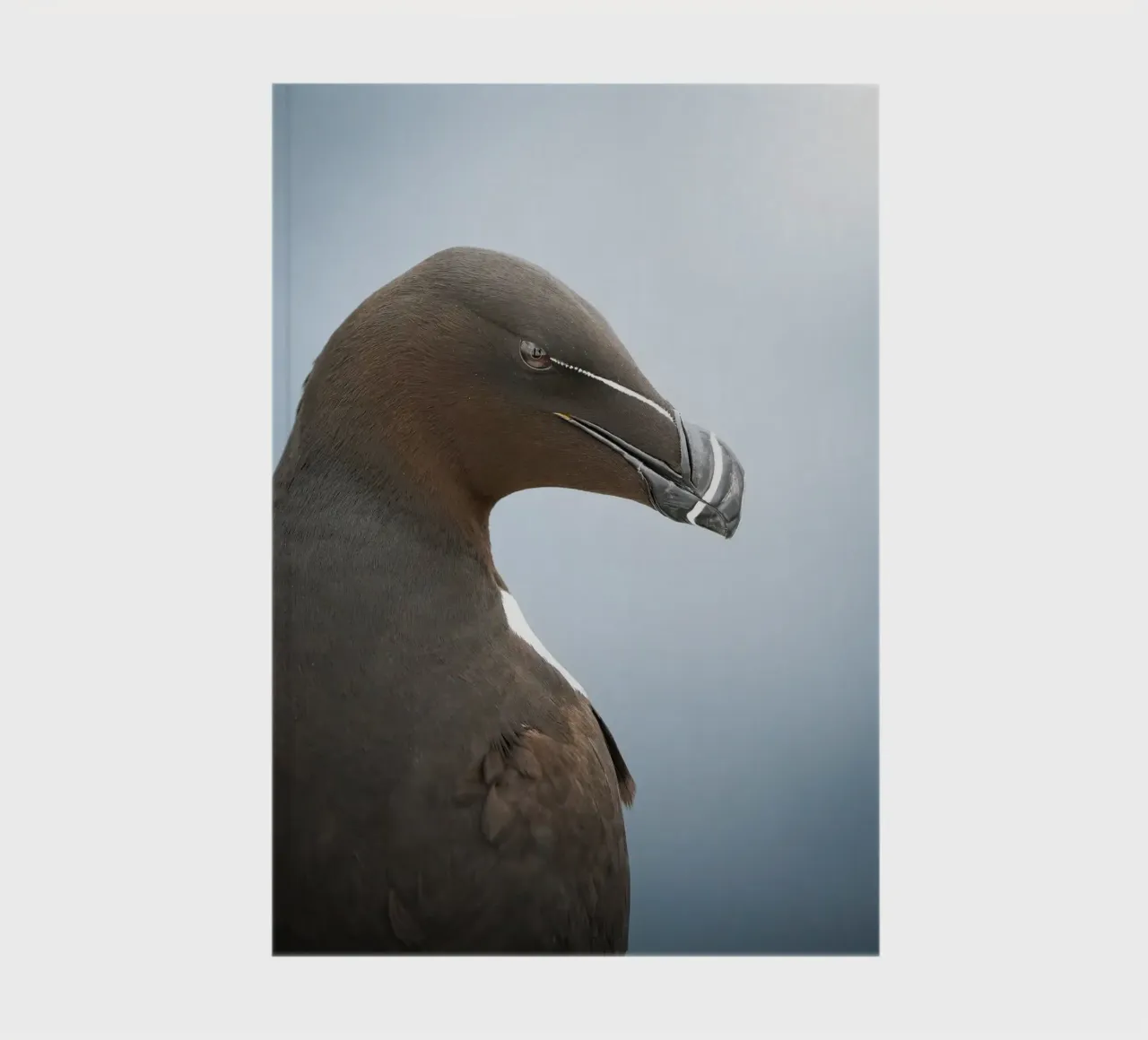 Razorbill notebook by Tom's Wildlife