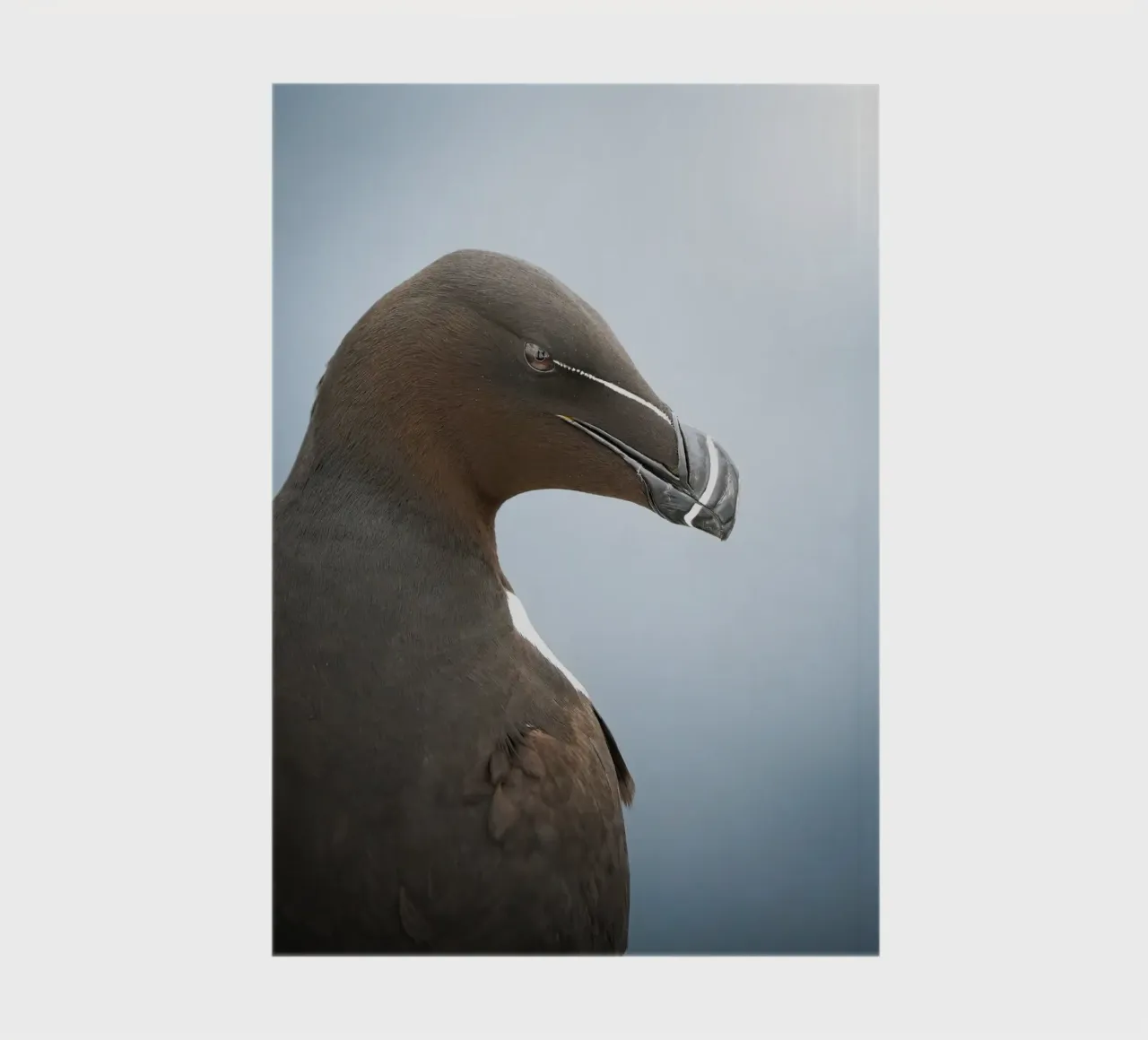 Razorbill notebook by Tom's Wildlife