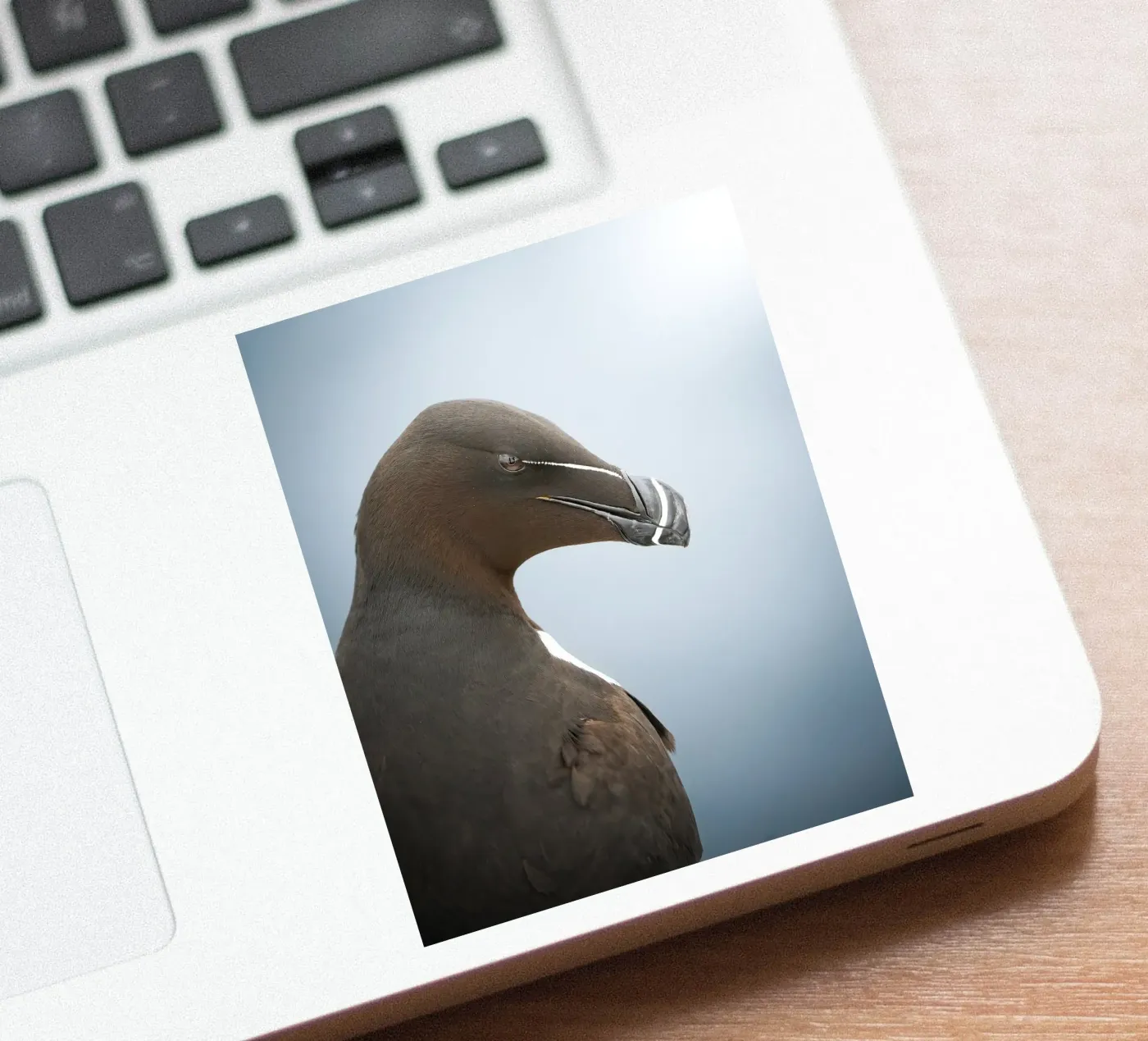 Razorbill sticker by Tom's Wildlife