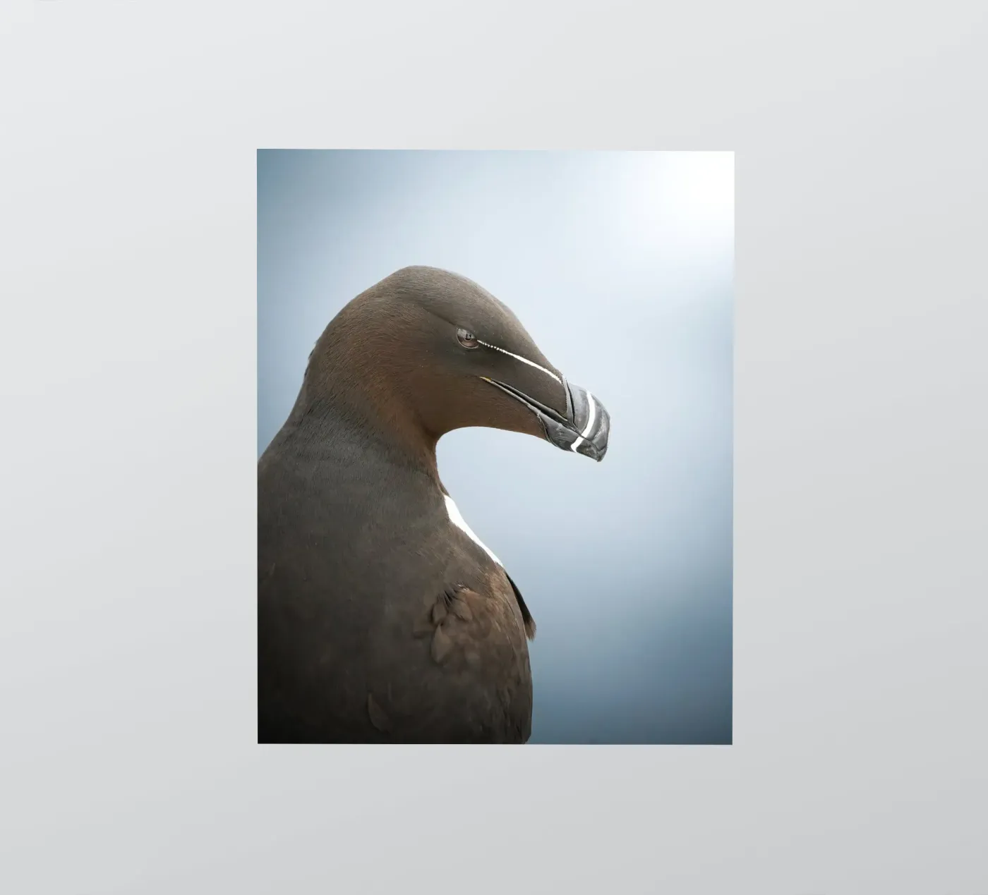 Razorbill sticker by Tom's Wildlife
