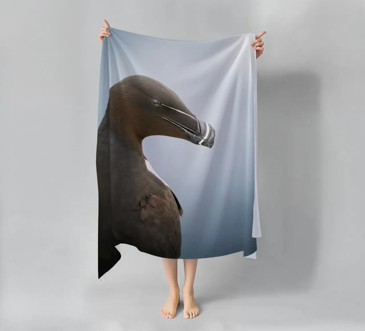 Razorbill telo mare da Tom's Wildlife