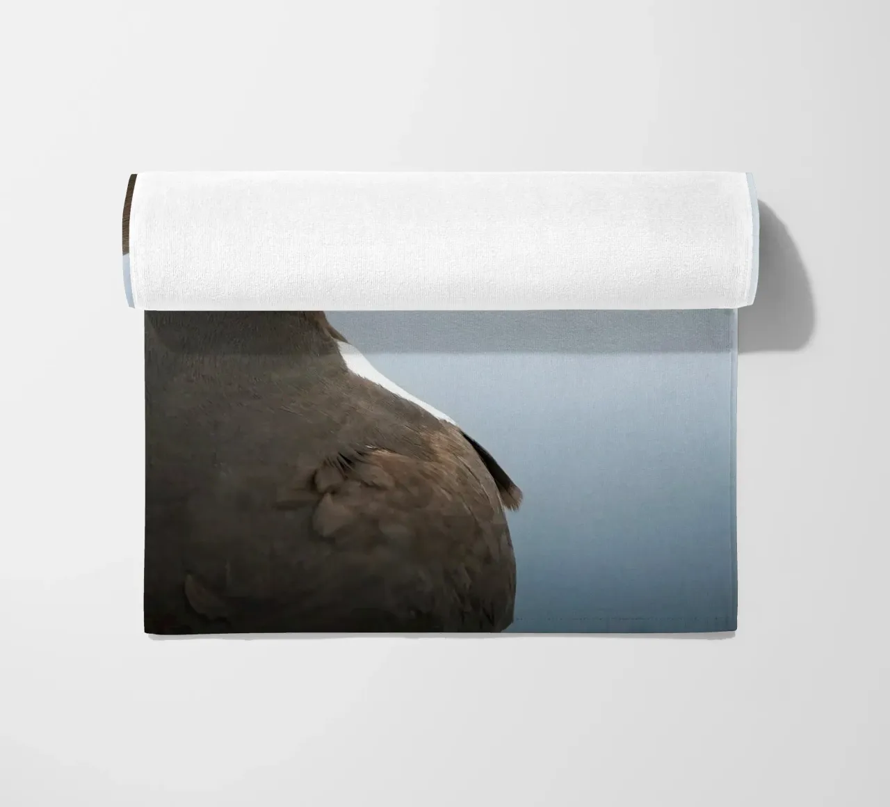 Razorbill telo mare da Tom's Wildlife