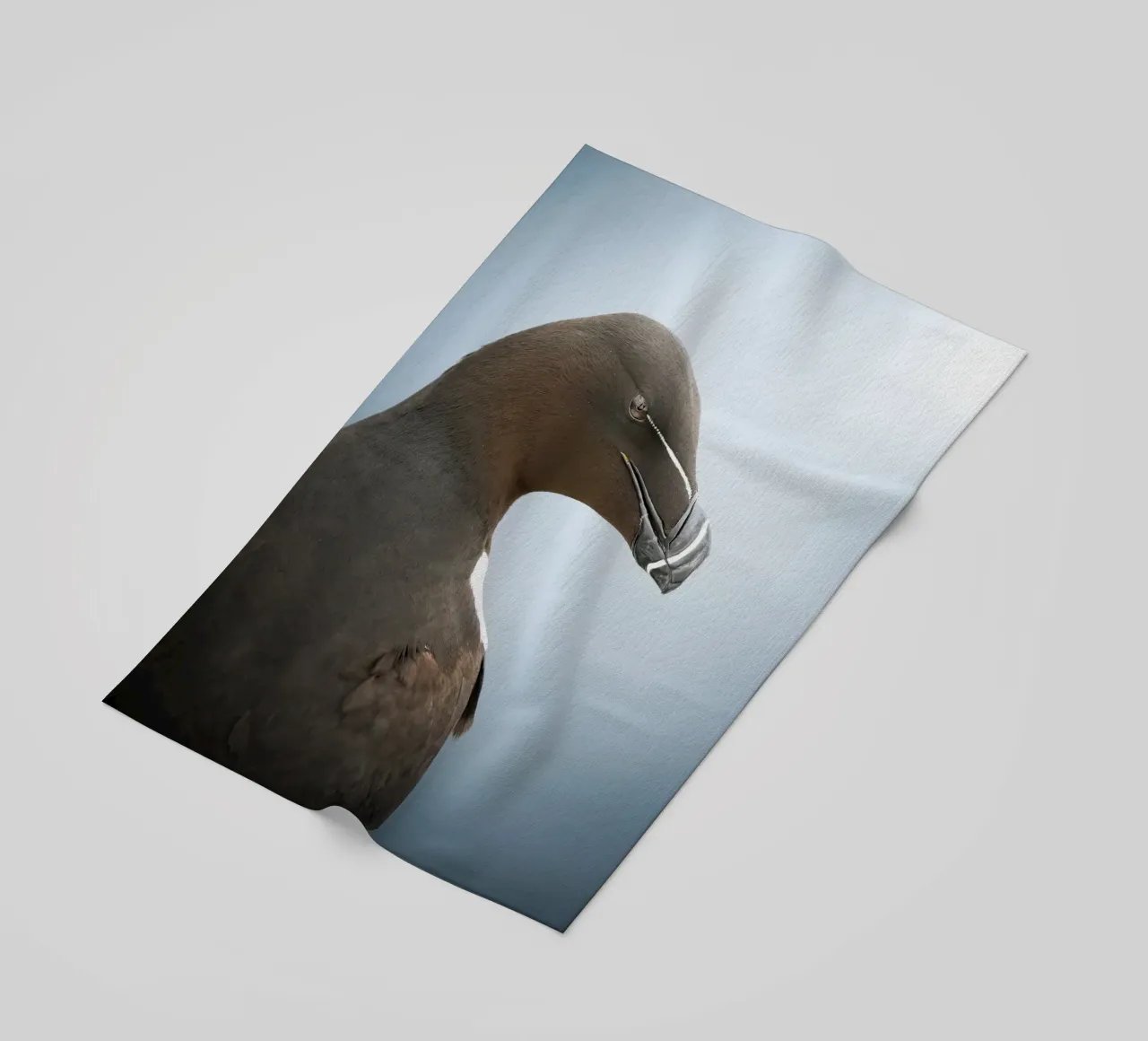 Razorbill telo mare da Tom's Wildlife