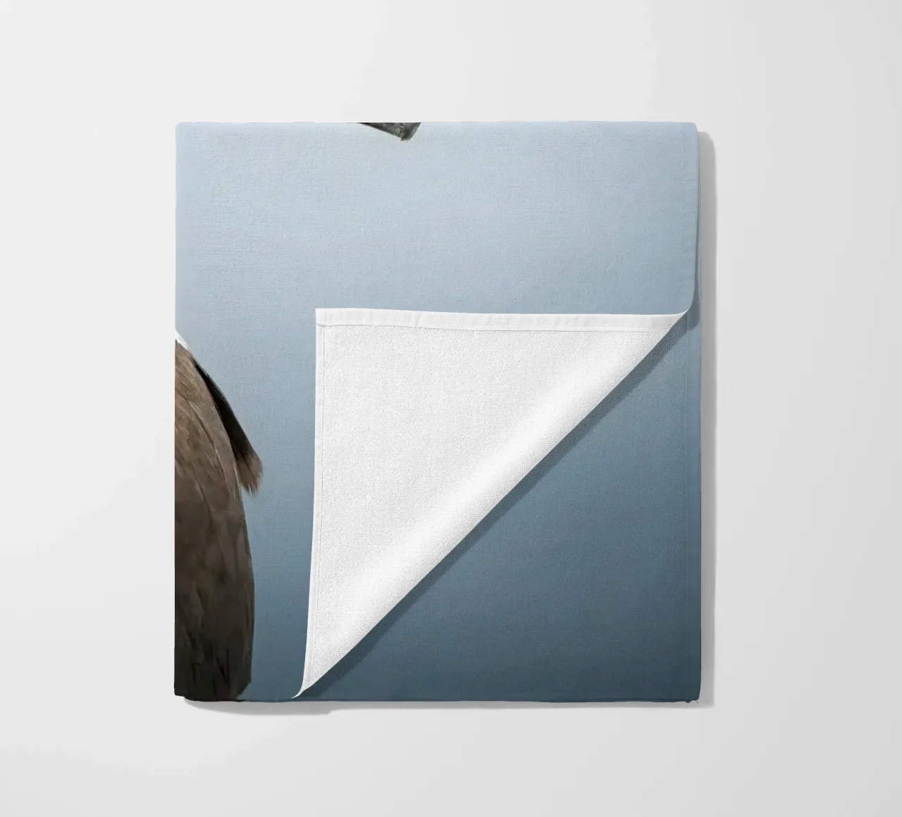 Razorbill telo mare da Tom's Wildlife