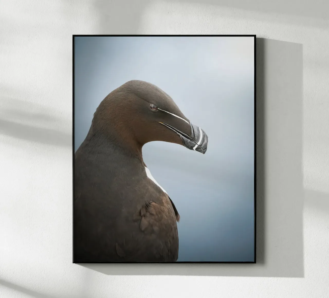 Razorbill plexiglass da Tom's Wildlife