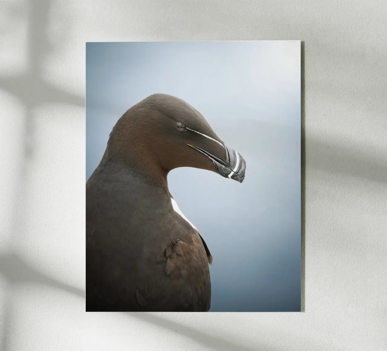 Razorbill plexiglass da Tom's Wildlife