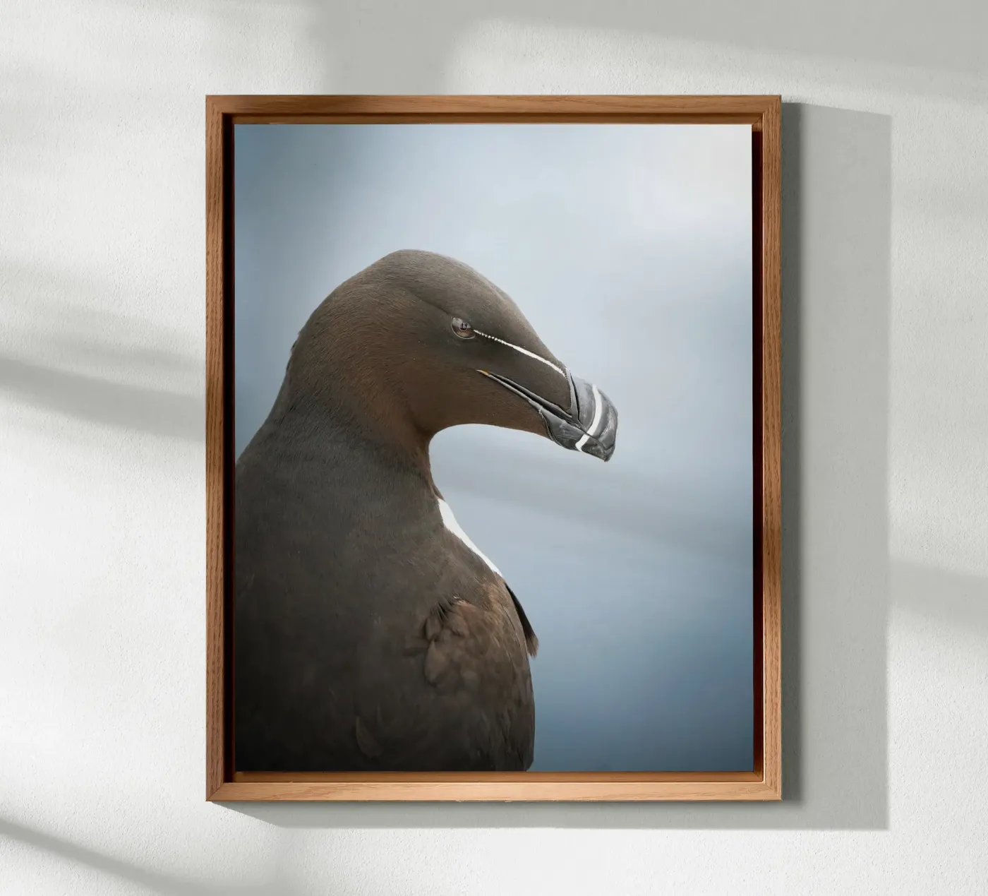 Razorbill alluminio dibond da Tom's Wildlife