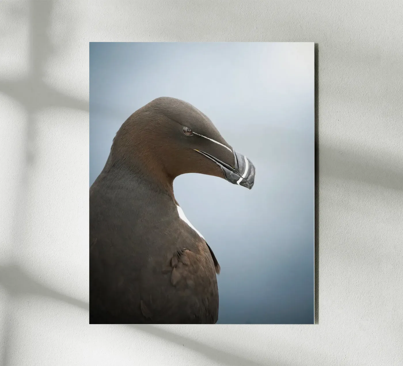 Razorbill alluminio dibond da Tom's Wildlife