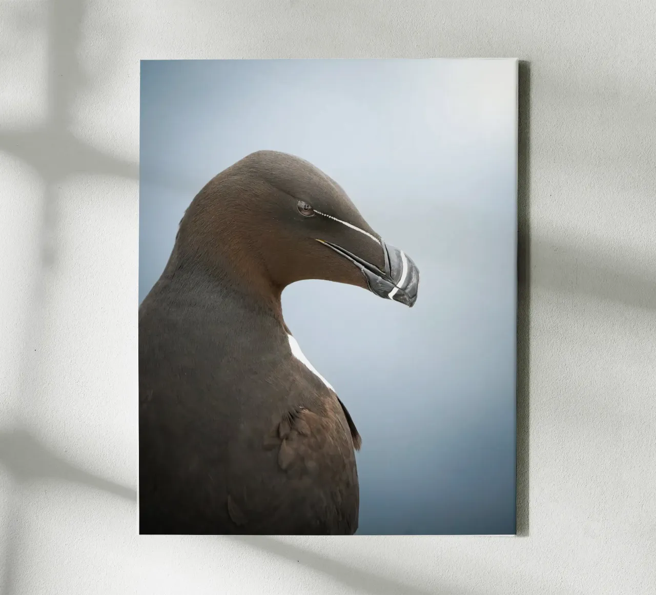 Razorbill canvas by Tom's Wildlife