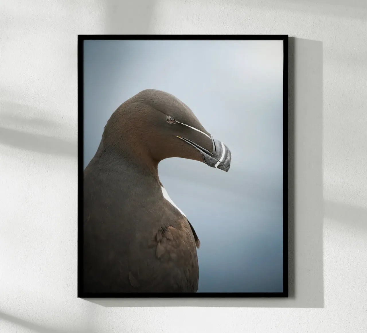 Razorbill poster da Tom's Wildlife